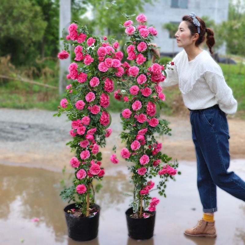 蔷薇花苗蔷薇花苗浓香型大花四季爬墙庭院开花