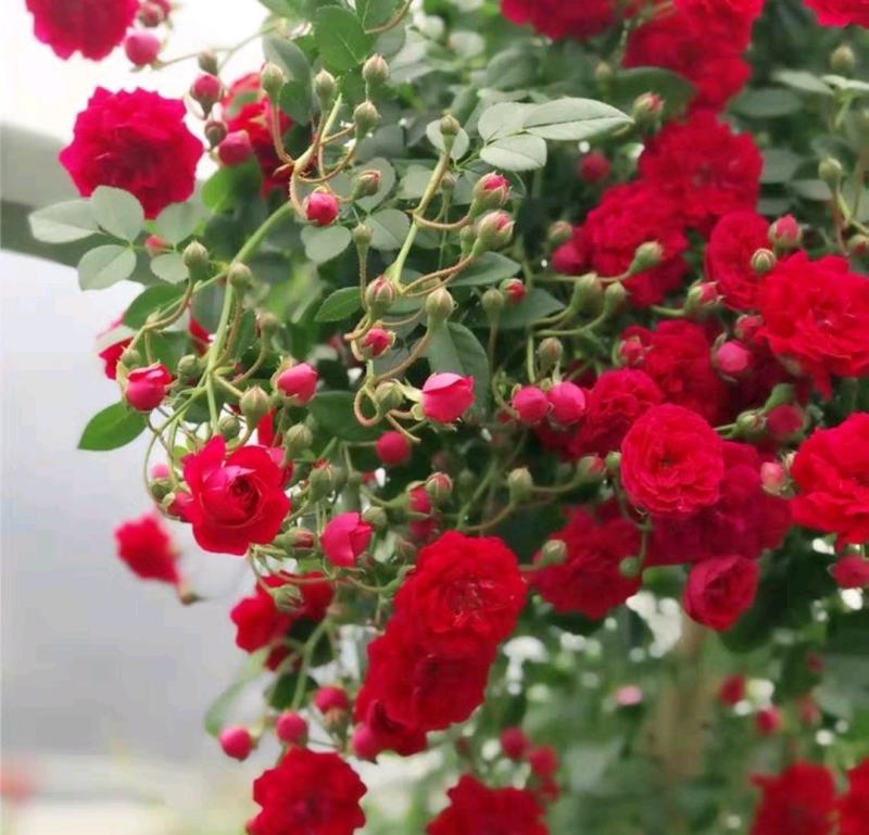 蔷薇花苗蔷薇花苗浓香型大花四季爬墙庭院开花