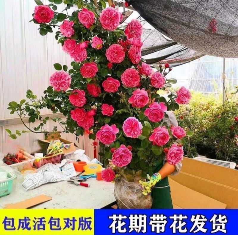 蔷薇花苗蔷薇花苗浓香型大花四季爬墙庭院开花