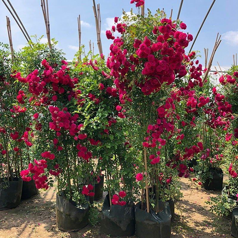 蔷薇花苗蔷薇花苗浓香型大花四季爬墙庭院开花