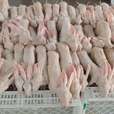 兔肉正常供应量大从优规格齐全质量有保障欢迎采购