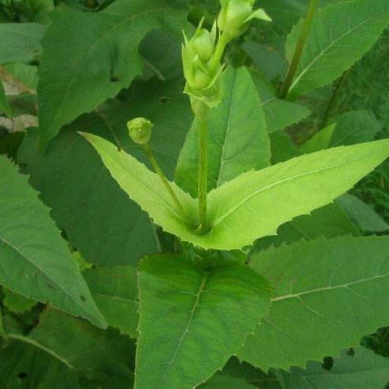 串叶松香草种子香槟草种子高产型牧草种多年生鸡鸭鹅猪