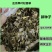 串叶松香草种子香槟草种子高产型牧草种多年生鸡鸭鹅猪