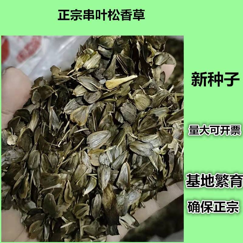 串叶松香草种子香槟草种子高产型牧草种多年生鸡鸭鹅猪