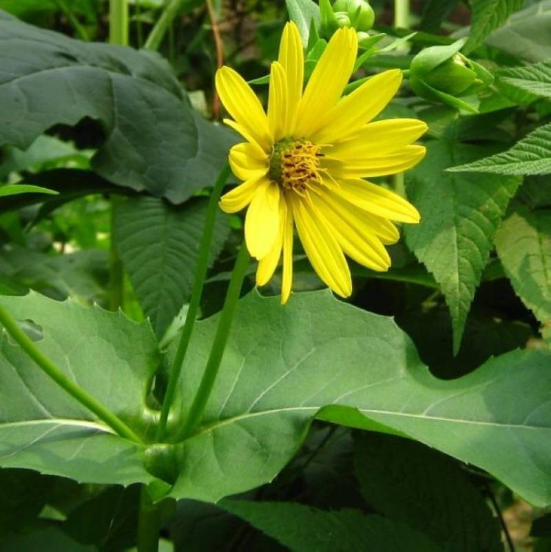 串叶松香草种子香槟草种子高产型牧草种多年生鸡鸭鹅猪