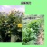 串叶松香草种子香槟草种子高产型牧草种多年生鸡鸭鹅猪