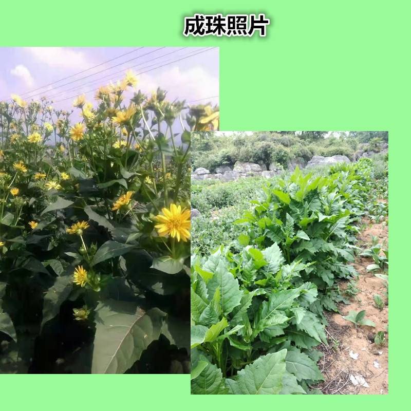 串叶松香草种子香槟草种子高产型牧草种多年生鸡鸭鹅猪