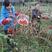 红枸杞树苗北方南方种植当年结果阳台食用盆栽盆景地栽庭