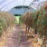 红枸杞树苗北方南方种植当年结果阳台食用盆栽盆景地栽庭