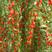 红枸杞树苗北方南方种植当年结果阳台食用盆栽盆景地栽庭