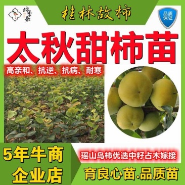 央视推荐广西太秋甜柿苗大秋甜柿苗南北可种植包邮