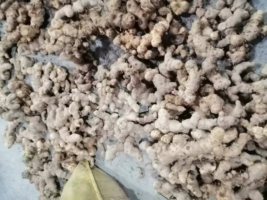 葛根黄精泡水成品图