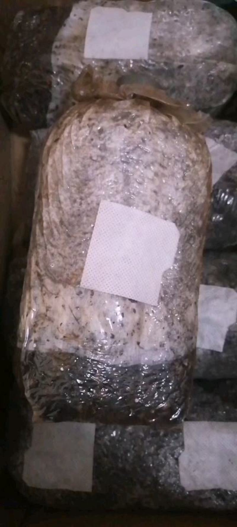 羊肚菌菌种羊肚菌原种羊肚菌种子羊肚菌栽培种羊肚菌种