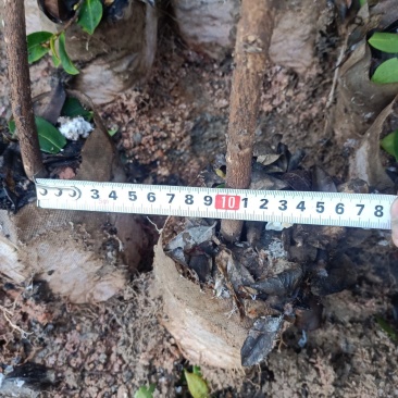 油茶树苗【三年大杯苗】湘林系列嫁接高产油茶苗。