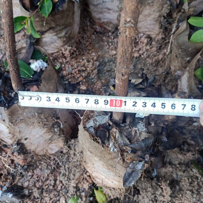 油茶树苗【三年大杯苗】湘林系列嫁接高产油茶苗。
