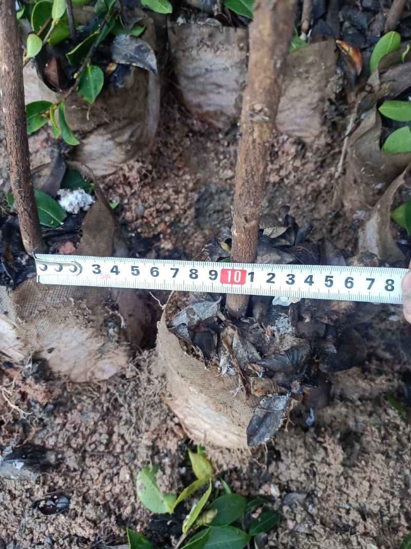 油茶树苗【三年大杯苗】湘林系列嫁接高产油茶苗。