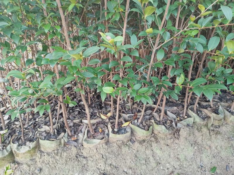 油茶树苗【三年大杯苗】湘林系列嫁接高产油茶苗。