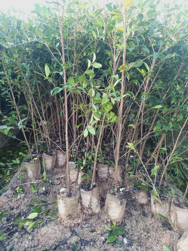 油茶树苗【三年大杯苗】湘林系列嫁接高产油茶苗。