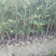 油茶树苗【三年大杯苗】湘林系列嫁接高产油茶苗。