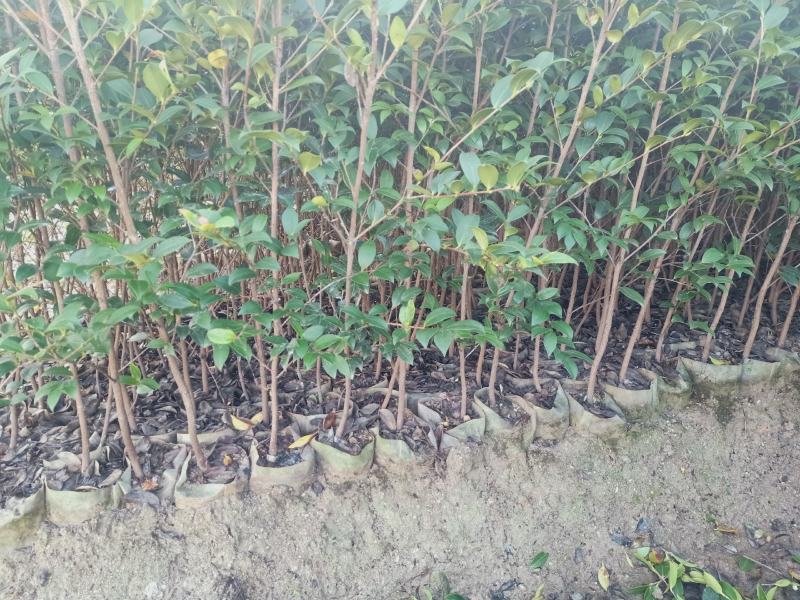 油茶树苗【三年大杯苗】湘林系列嫁接高产油茶苗。