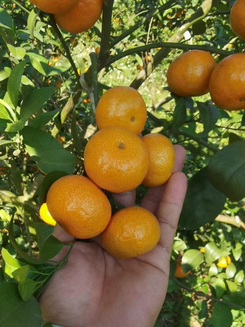 砂糖橘，果面干净，起沙，口感好，