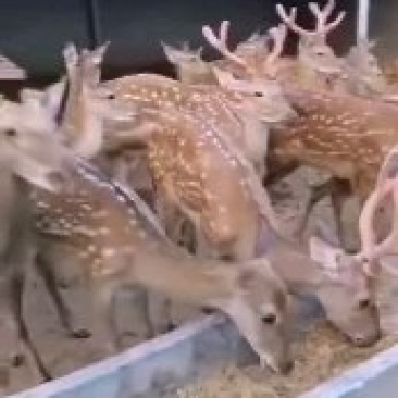 成年梅花鹿,梅花鹿幼崽,鹿茸,鹿肉等各种鹿产品