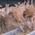 成年梅花鹿,梅花鹿幼崽,鹿茸,鹿肉等各种鹿产品