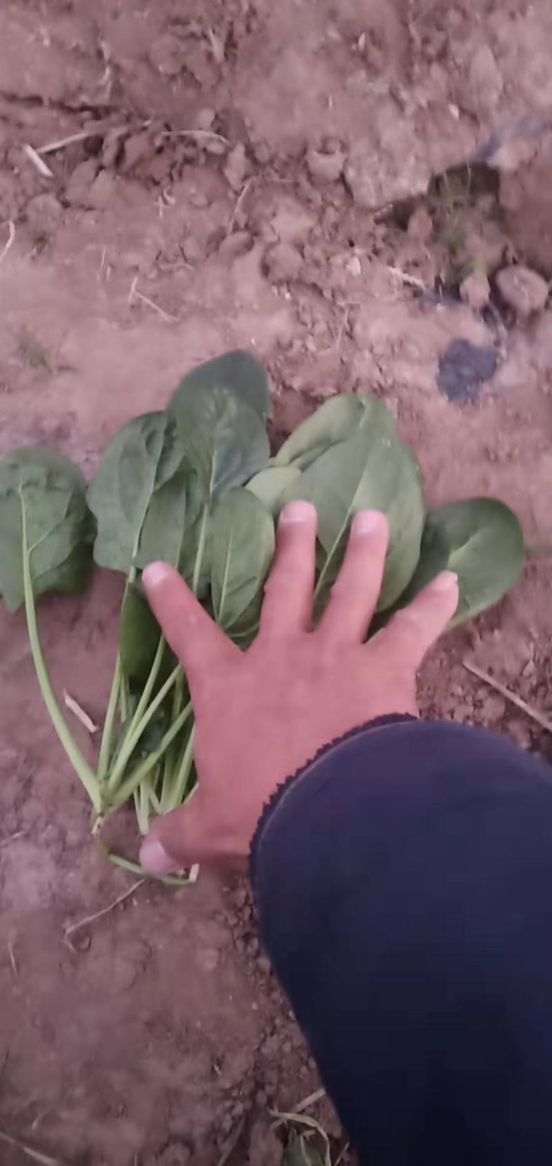 河南精品菠菜，大量上市，保质保量，欢迎采购