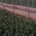 河南精品菠菜，大量上市，保质保量，欢迎采购