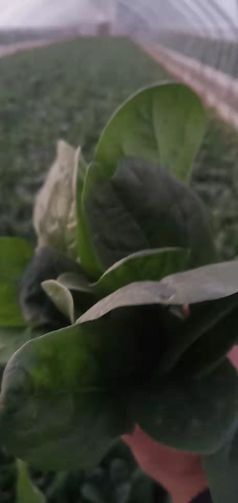 河南精品菠菜，大量上市，保质保量，欢迎采购