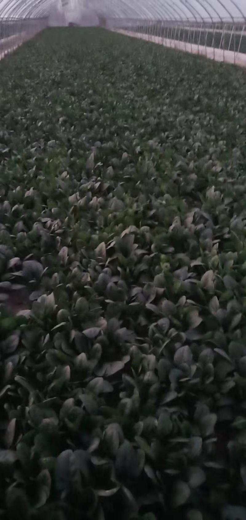 河南精品菠菜，大量上市，保质保量，欢迎采购