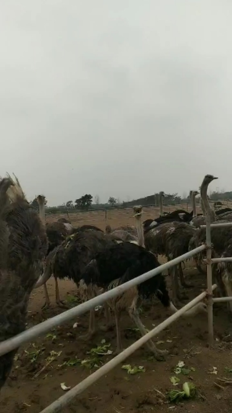 种鸵鸟，杀肉鸵鸟现货供应有需要的联系全国各地都可以发货