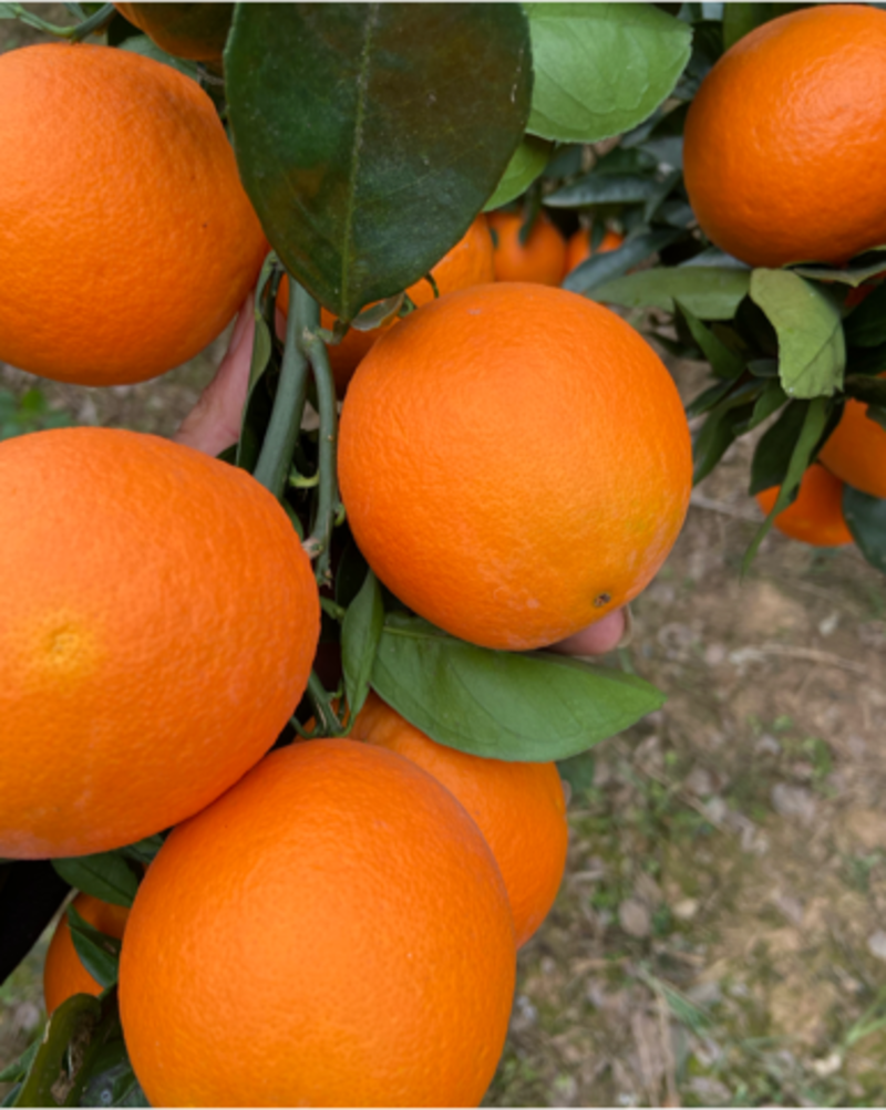 热销湖北秭归脐橙纽荷尔个大纯甜汁多挂树鲜果