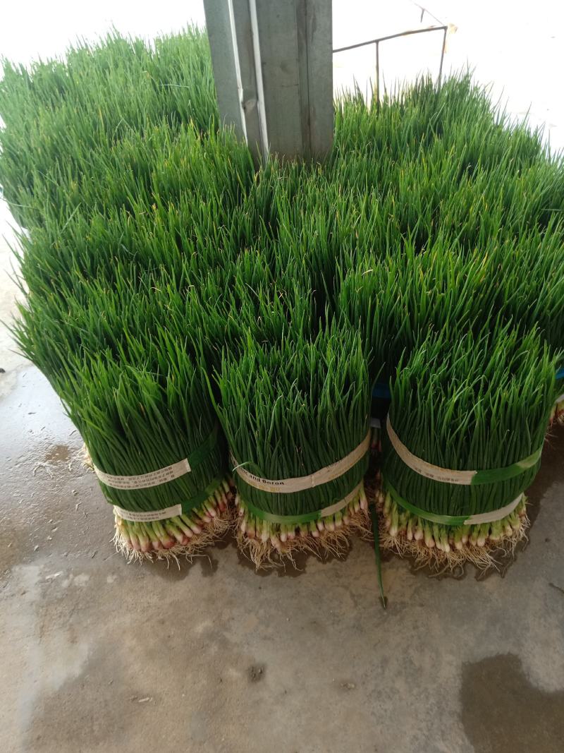小葱55~60cm
