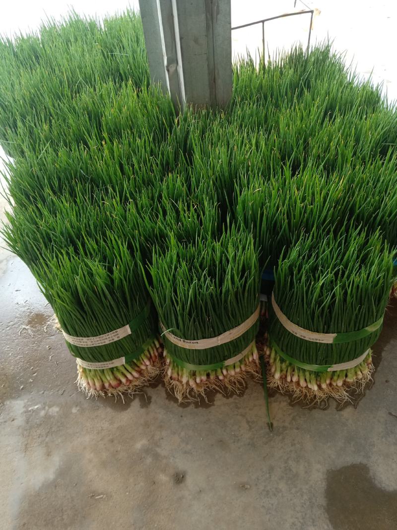 小葱55~60cm