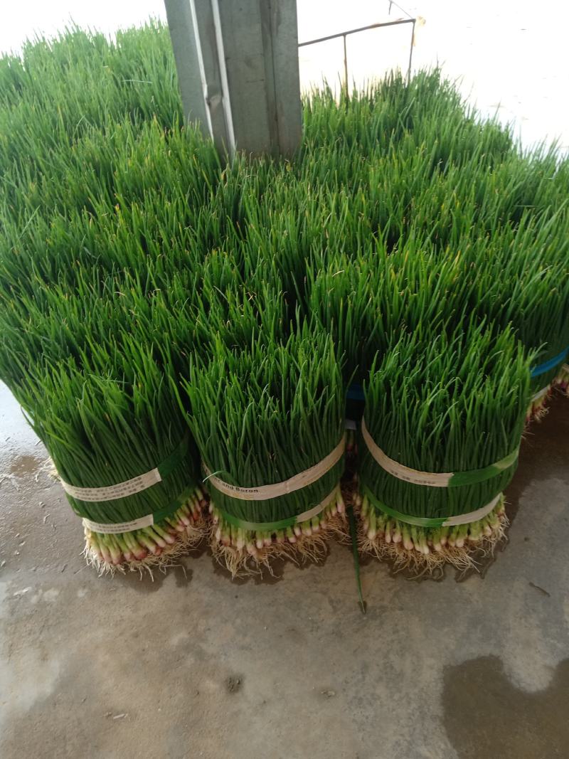 小葱55~60cm