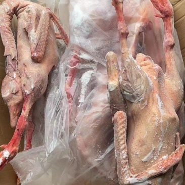 纯正东北散养大鹅，粮食鹅，