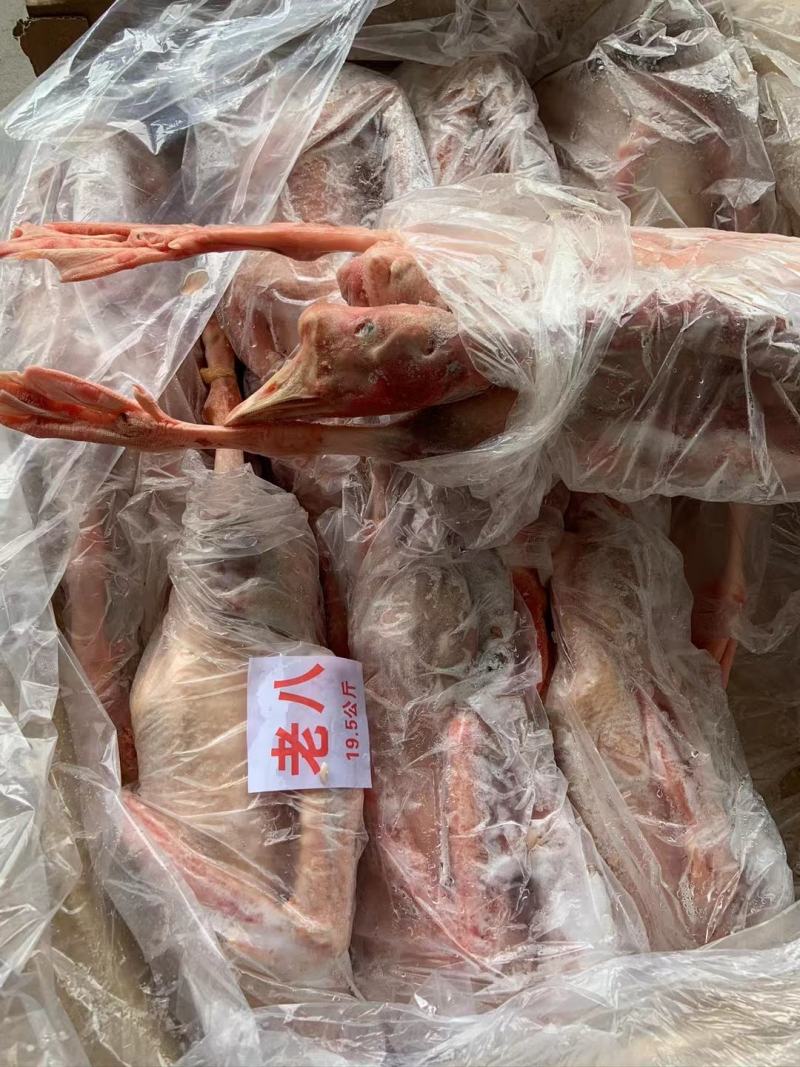 纯正东北散养大鹅，粮食鹅，