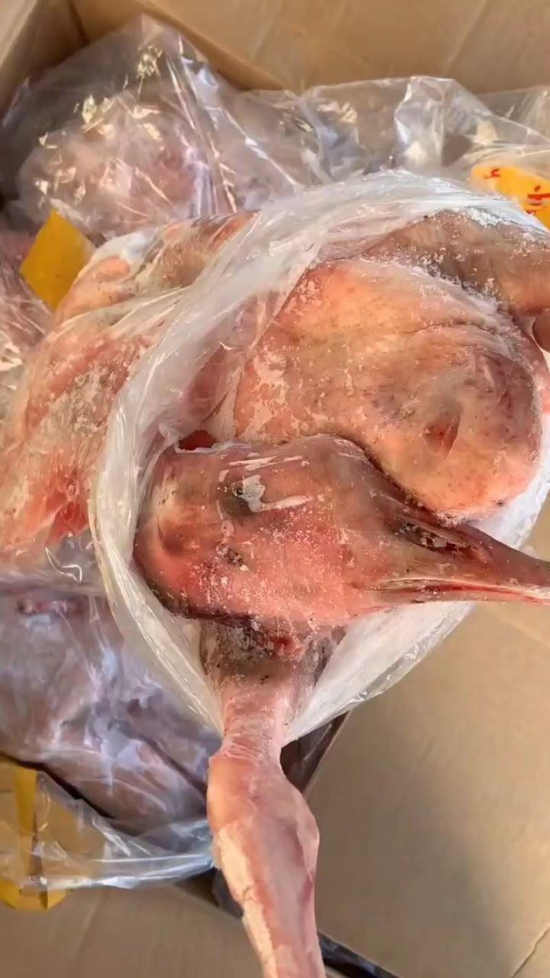 纯正东北散养大鹅，粮食鹅，
