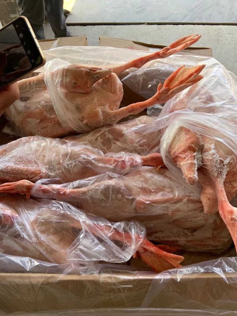纯正东北散养大鹅，粮食鹅，