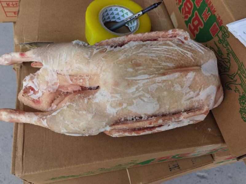 纯正东北散养大鹅，粮食鹅，