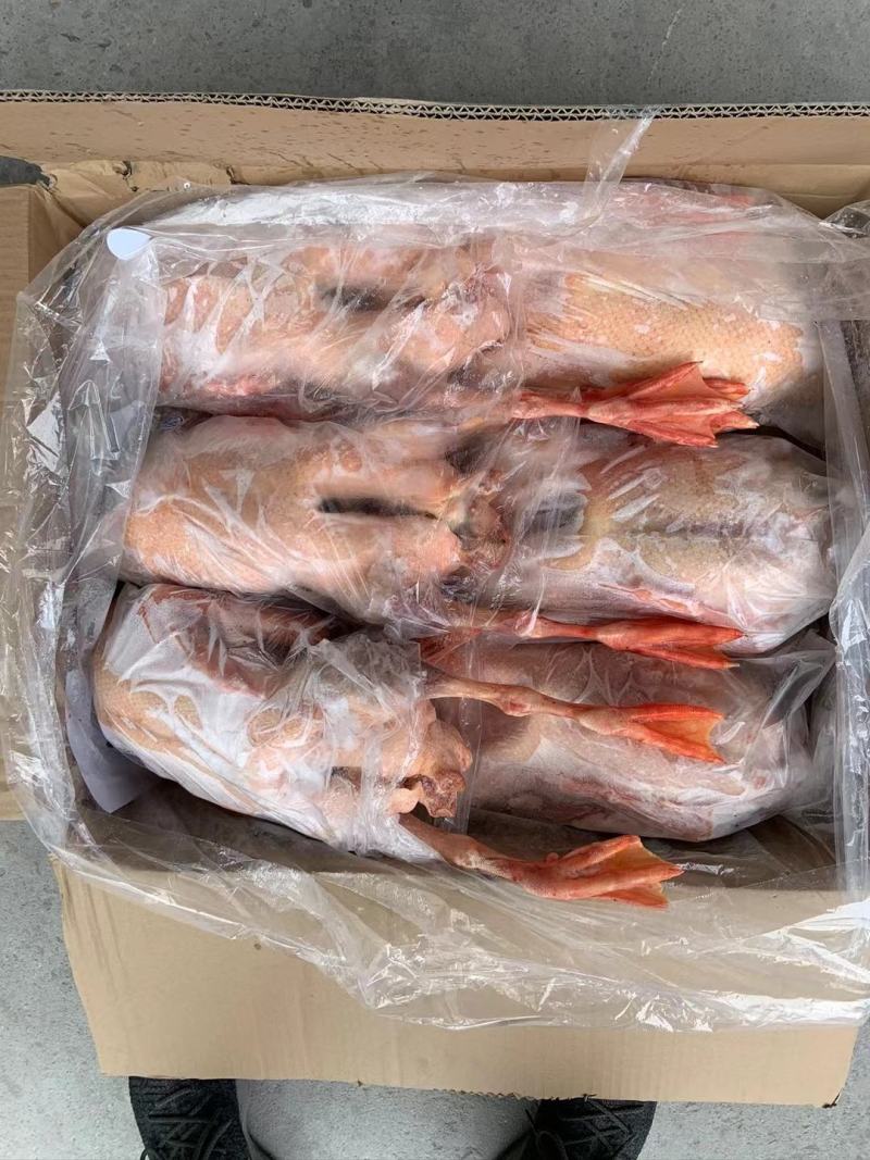 纯正东北散养大鹅，粮食鹅，