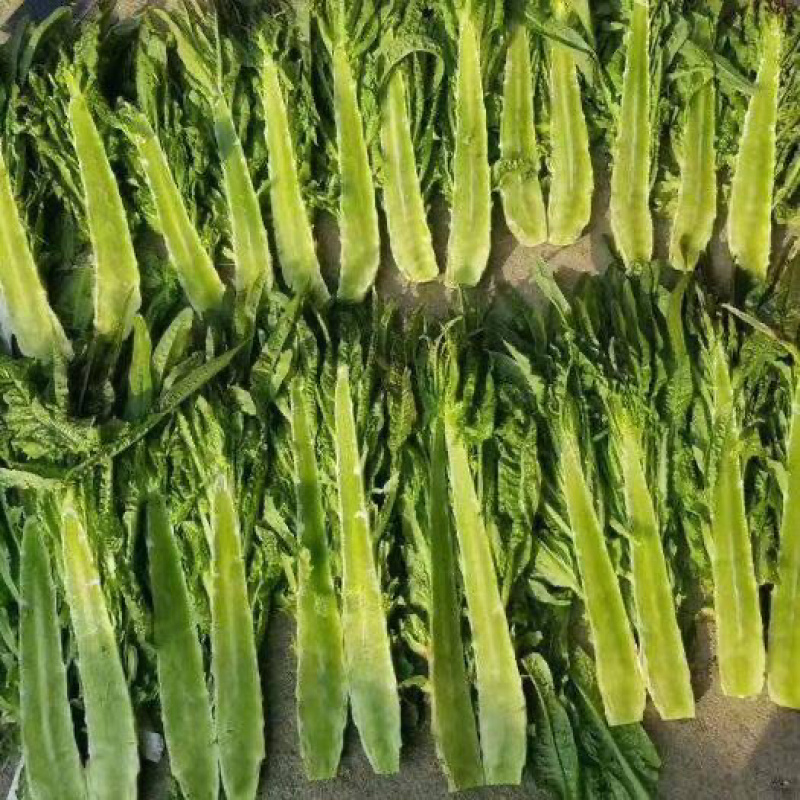 安徽精品红叶香莴苣大量上市一手货源质量保证全国发货