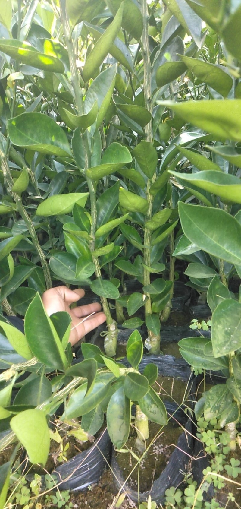 四川柑橘苗，纽荷尔脐橙杯苗，地苗各种规格出售。