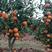 四川柑橘苗，纽荷尔脐橙杯苗，地苗各种规格出售。
