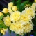 木香花苗爬藤植物浓香庭院花四季好养开花不断木香花
