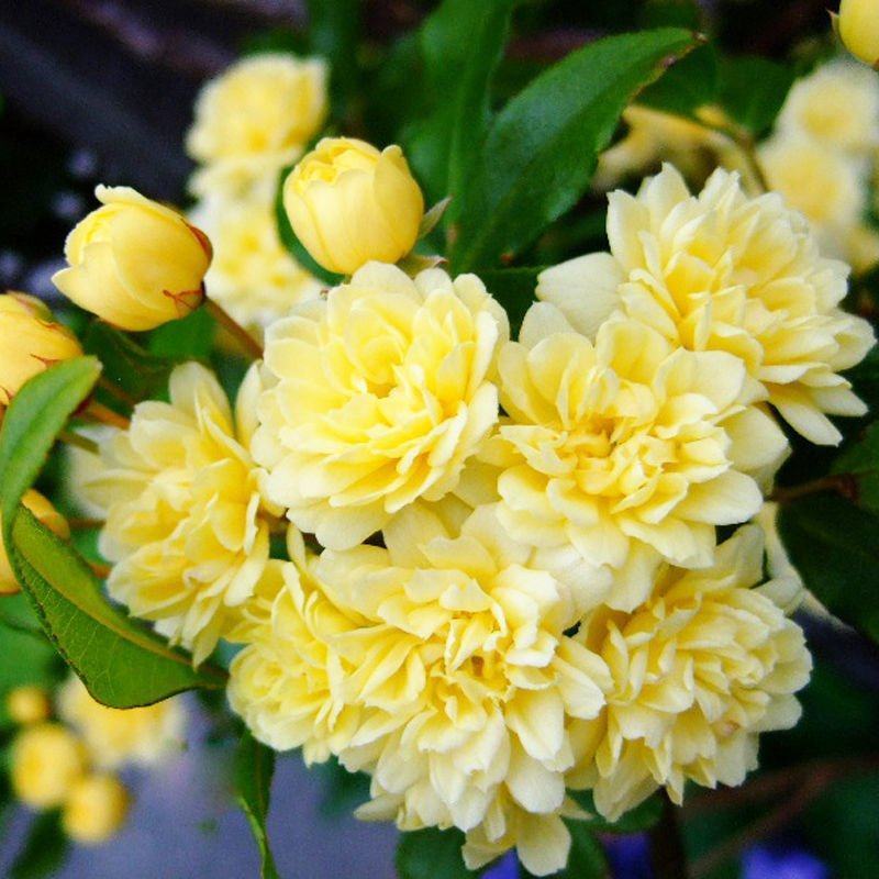 木香花苗爬藤植物浓香庭院花四季好养开花不断木香花