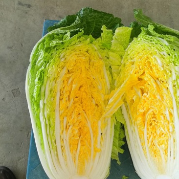 【精品】黄心白菜大白菜大量上市周期长品质好无烧心烂心菜！