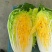 【精品】黄心白菜大白菜大量上市周期长品质好无烧心烂心菜！