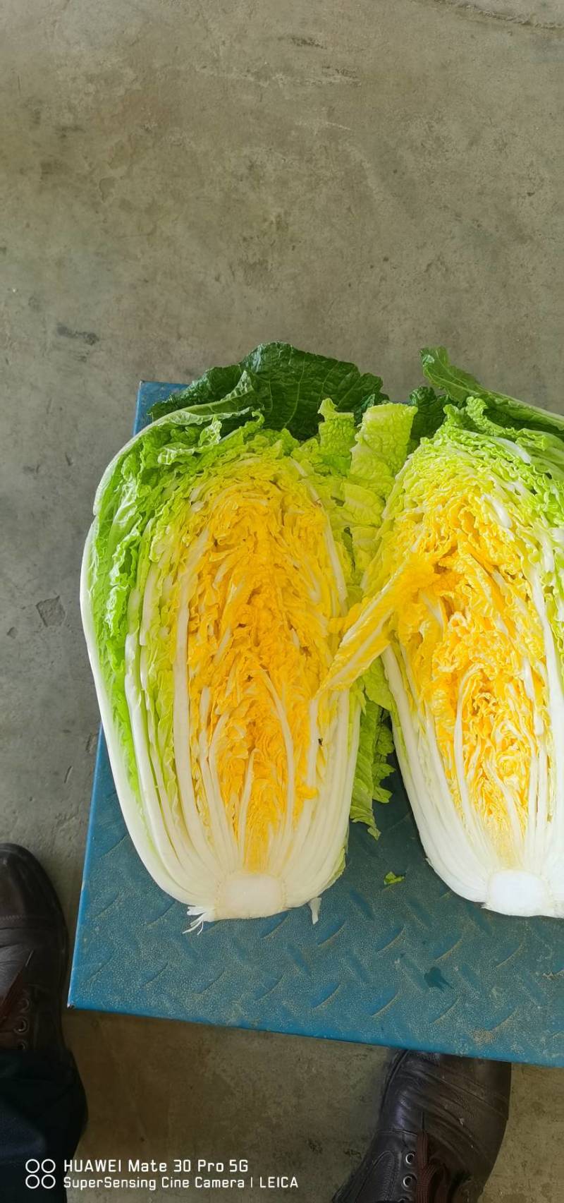 【精品】黄心白菜大白菜大量上市周期长品质好无烧心烂心菜！